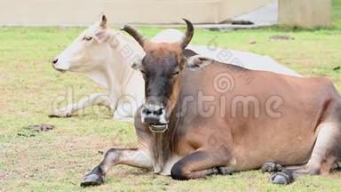 棕牛在草地草地上放松，有一群牛的背景。 动物和哺乳动物。 农业和自然野生动物的概念。